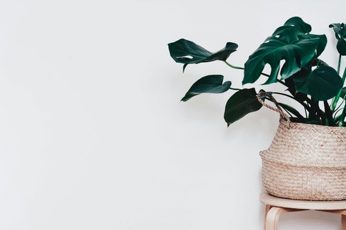 Pot Pairing 101: Match Your Plant’s Personality with the Right Ceramic Home