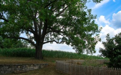 The Garden-Tree Balance: Designing Plant Beds Around Mature Trees