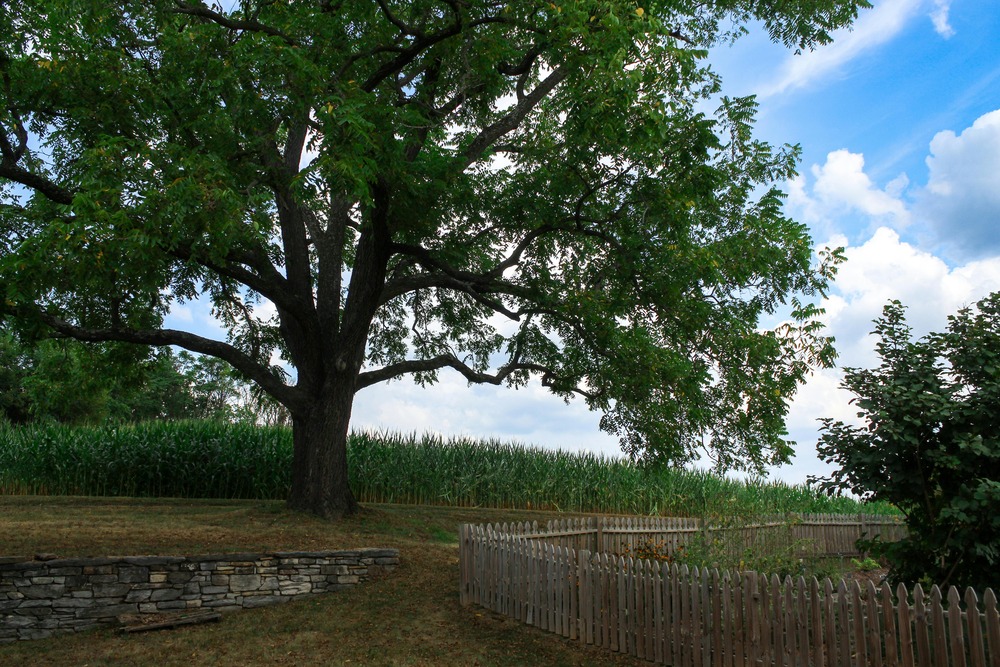 The Garden-Tree Balance: Designing Plant Beds Around Mature Trees